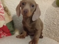 ÖZEL DACHSHUND YAVRULAR