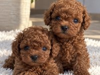 Poodle’da Aradığınız Görünüm Ve Kalite Bir Arada