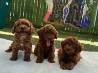 ANATOMİ GÜZELİ POODLE KÖPEKLERİ