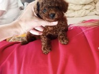 Kore toy poodle yavrular