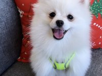 Yakışıklı pomeranian köpeği oğlum