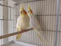 Hazır lutino kırmızı göz takım sultan papağanı