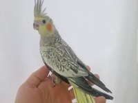 Sultan Papağanı Evcil