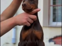 Üst segment yurt dışı hypertype doberman dişi yavrular