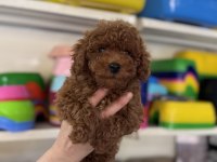Toy Poodle Yavrularımız Kg Garantili