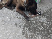 Eğitimli Belçika Kurdu