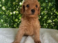 Kilo ve Boy Garantili Toy Poodle Yavrularım