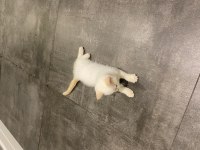 2 aylık yavru british shorthair