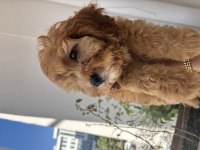 Maltipoo Aşılı