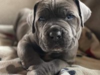 DEV CANE CORSO İTALİANO YAVRULARI