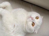 Ayışığı Scottish Fold