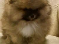 Yavru Pomeranian boo