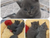 British shorthair gri yavrular