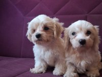 Kore Maltese Bebekler