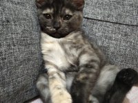 Kedime Yuva Arıyorum