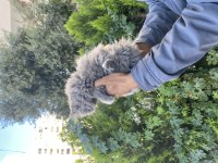 Yavrularımız ırk ve sağlık garantili british longhair