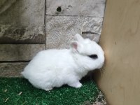 Orjinal Cüce Tavşan Yavruları İstanbul / Adrese Teslim