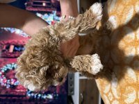 Egzotik Çift Renk Toy Poodle