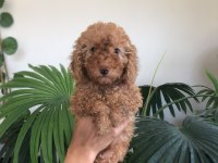 Dişi Poodle 2 Aylık