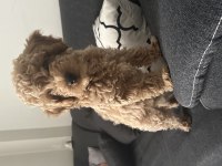 Toy Poodle Köpeği
