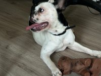 8 aylık tüm aşıları kimlik çip tam dişi french bulldog