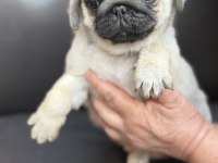 Pug mops yavru köpekler
