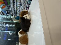 GİNEPİG YAVRULARI CİTYPETSHOP