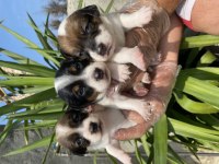 Jack Russell yavrularımız