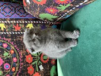 Gri Kırık Kulak Scottish Fold Yavru