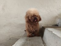 3 yaşında erkek poodle