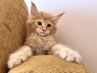 Safkan Black Smoke Blue Smoke Black Red Solid Maine Coon