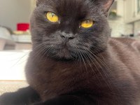 Güzel british Shorthair Kızım Lucy e Ömürlük Yuva Arıyoruz