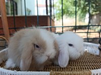 Hollanda teddy lop tavşanlar sütten kesilenler