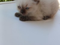 SECERELİ ORJİNAL RAGDOLL YAVRUMUZ YUVASINI ARIYOR