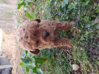 Aşılı teslim poodle