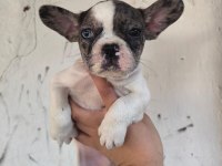 Kaliteli ve Özel renkli French Bulldog Yavrular