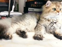 2 aylık kar beyaz mavi göz scottish fold dişi