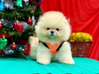 Safkan Pomeranian Boo Yavrularımız