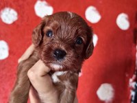 Toy poodle ayarında cavapo erkek bebekler
