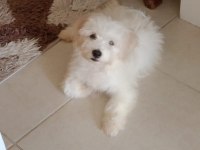 3 aylık erkek yavru köpeğimiz