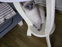 Ücretsiz British Shorthair Kedisi