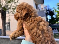 Toy Poodle yavrular
