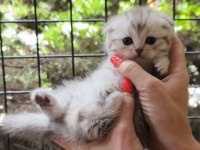 Tabby Line Safkan Scottish Fold Yavrular Catteryden