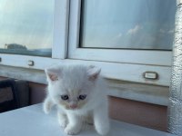 acil british longhair erkek 12 nisan doğumlu