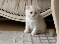 Scottish fold