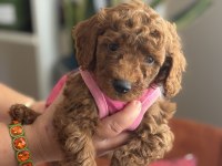 Evde Büyüyen Poodle Bebeklerim
