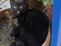 Simsiyah lekesiz yeşil gözlü british shorthair