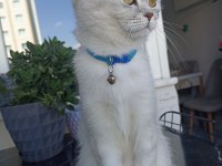 British shorthair Kısır Dişi
