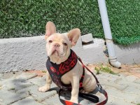 Evinize neşe katacak french bulldog yavrumuz