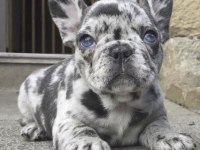 French Bulldog Köpeği